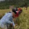 Hasil Panen Sawah Pokok Murah di Nagari Salareh Aia Utara Agam Melimpah Hingga 8,1 Ton/Ha