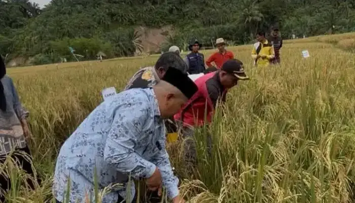 Hasil Panen Sawah Pokok Murah di Nagari Salareh Aia Utara Agam Melimpah Hingga 8,1 Ton/Ha