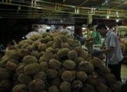 Indonesia Kewalahan Diserbu Berton-ton Durian Malaysia, Petani Lokal Terancam!