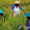 Yang Didambakan Petani Terwujud! Pemerintah Resmi Turunkan Harga Pupuk 20 Persen