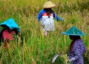 Yang Didambakan Petani Terwujud! Pemerintah Resmi Turunkan Harga Pupuk 20 Persen