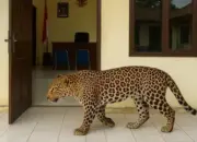 Geger! Macan Tutul Muncul di Depan Kamar Hotel, Diduga Kabur dari Lembang Park Zoo