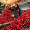 Pasokan Melimpah, Harga Cabai Merah Mulai  Turun Harga di Sumbar