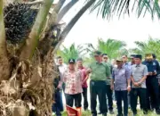 Gubernur Sumbar Apresiasi Panen Perdana Sawit di Nagari Salareh Aia Barat Agam