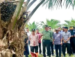 Gubernur Sumbar Apresiasi Panen Perdana Sawit di Nagari Salareh Aia Barat Agam