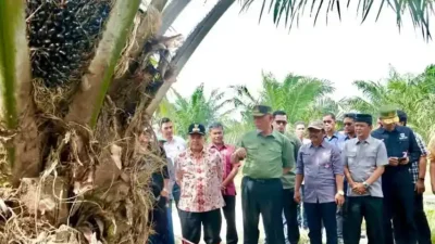 Gubernur Sumbar Apresiasi Panen Perdana Sawit di Nagari Salareh Aia Barat Agam