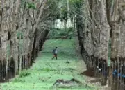 CERPEN: Bara di Ujung Terowongan Sijunjung