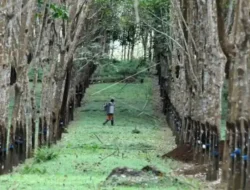 CERPEN: Bara di Ujung Terowongan Sijunjung