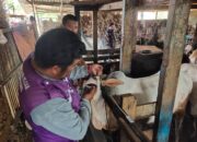 Pastikan Kelayakan Kurban, Tim Keswan Kota Padang Beri Label Khusus untuk Hewan Sehat