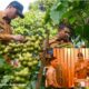 Kolaborasi Poktan-UMKM Sukses Kembangkan Hilirisasi Kopi Arang dari Kebun sampai ke Coffee Shop
