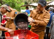 Petani Desa Balai Batu Sandaran Sawahlunto Berhasil Kembangkan Kopi Arang Berkualitas