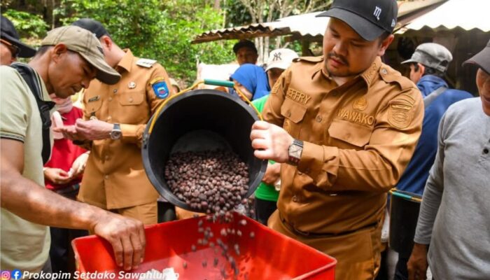 Petani Desa Balai Batu Sandaran Sawahlunto Berhasil Kembangkan Kopi Arang Berkualitas