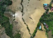 Dinas Pertanian Tanah Datar Sisir Sawah dan Kebun Masyarakat yang Rusak Diterjang Banjir