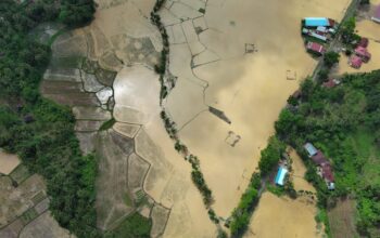 Dinas Pertanian Tanah Datar Sisir Sawah dan Kebun Masyarakat yang Rusak Diterjang Banjir