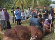 Warga Lokasi Galodo Batu Busuk Terima Sapi Kurban Raksasa dari Presiden Prabowo