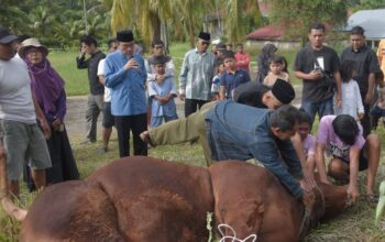 Warga Lokasi Galodo Batu Busuk Terima Sapi Kurban Raksasa dari Presiden Prabowo