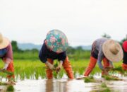 Petani Agam Mulai Bercocok Tanam Lagi Usai Sawah Mereka Porak-Poranda Diterjang Galodo