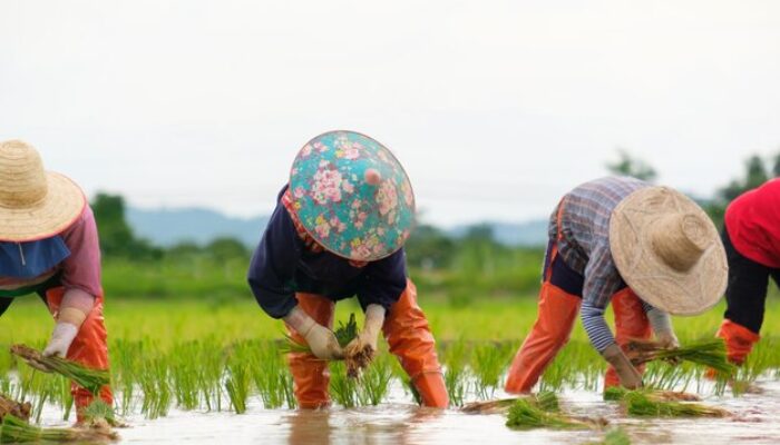 Petani Agam Mulai Bercocok Tanam Lagi Usai Sawah Mereka Porak-Poranda Diterjang Galodo