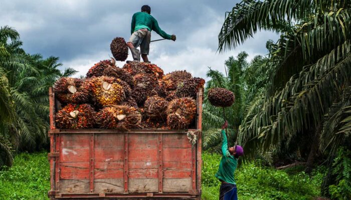 Terbitkan Edaran, Bupati Pasaman Barat Ingatkan Pabrik Sawit Jangan Semena-mena ke Pekebun