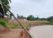 Lahan Pertanian Rusak, 3 Titik Tebing Batang Tiku Runtuh Akibat Derasnya Arus Sungai