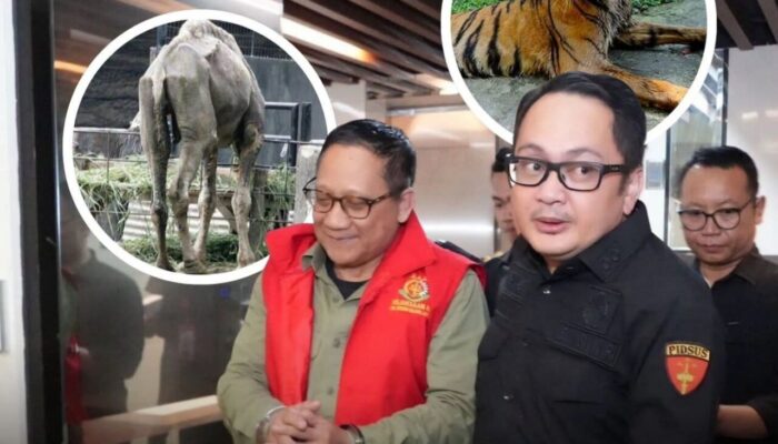 Uang “MBG” KBS Puluhan Miliar Dikorupsi, Pantas Saja Banyak Hewan Kurus Kurang Gizi!