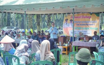 Sekda Medison Saksikan Pelaksanaan Tumbang Chipping Sawit Rakyat KUD Lubuk Karya
