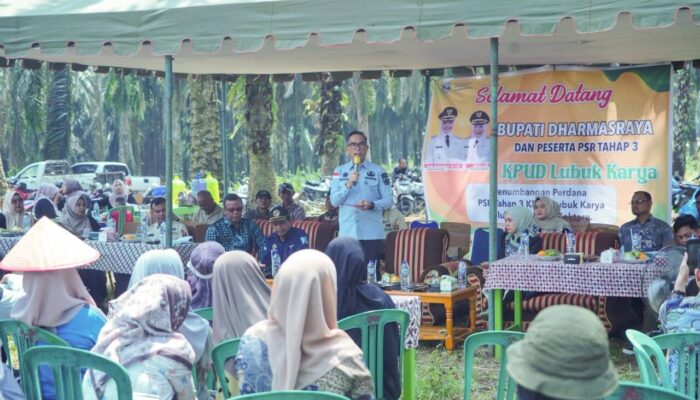 Sekda Medison Saksikan Pelaksanaan Tumbang Chipping Sawit Rakyat KUD Lubuk Karya