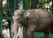 Kasihan “Zidan”, Penghuni Kebun Binatang Bukittinggi Sekarang Terpaksa Dirantai!