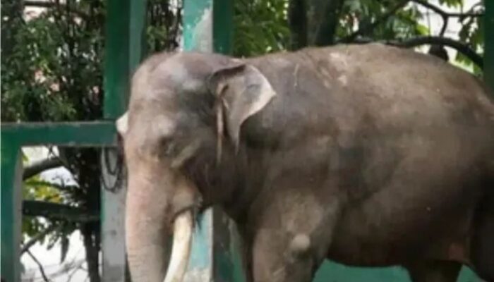 Kasihan “Zidan”, Penghuni Kebun Binatang Bukittinggi Sekarang Terpaksa Dirantai!